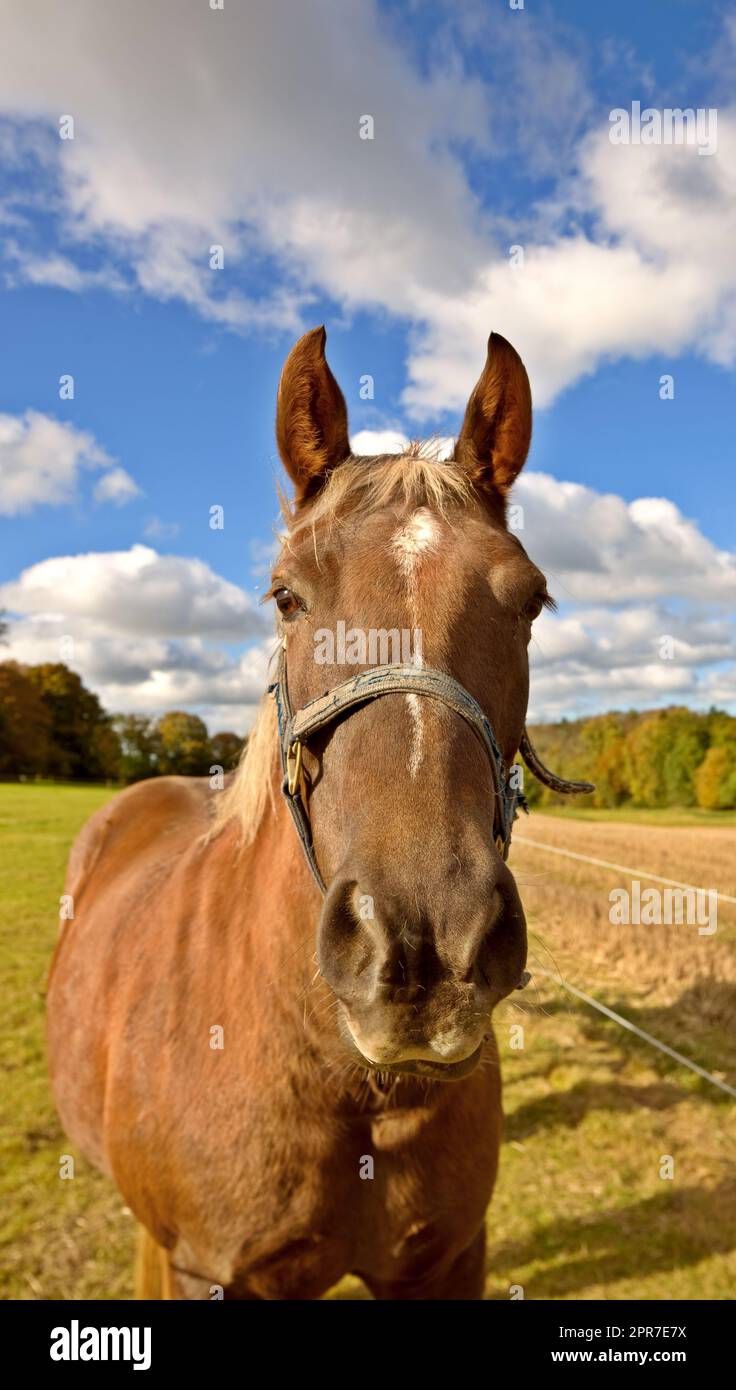 Beau cheval pur-sang dans un pré ouvert, champ ou pâturage à l'extérieur. Un étalon debout sur une terre de pâturage avec un fond ciel nuageux. Des jeunes ont rerace colt dans un ranch de dude de ferme équestre Banque D'Images