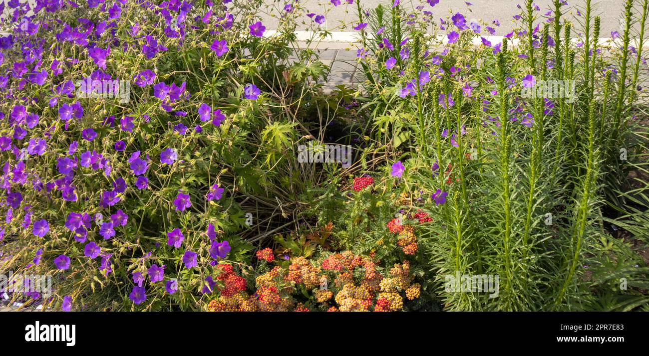 Un beau lit de fleurs avec des fleurs de prairie pourpres de l'espèce Geranium, Geranium sylvaticum, également connu sous le nom de grue de forêt ou géranium de forêt et Liatris Spiky Banque D'Images