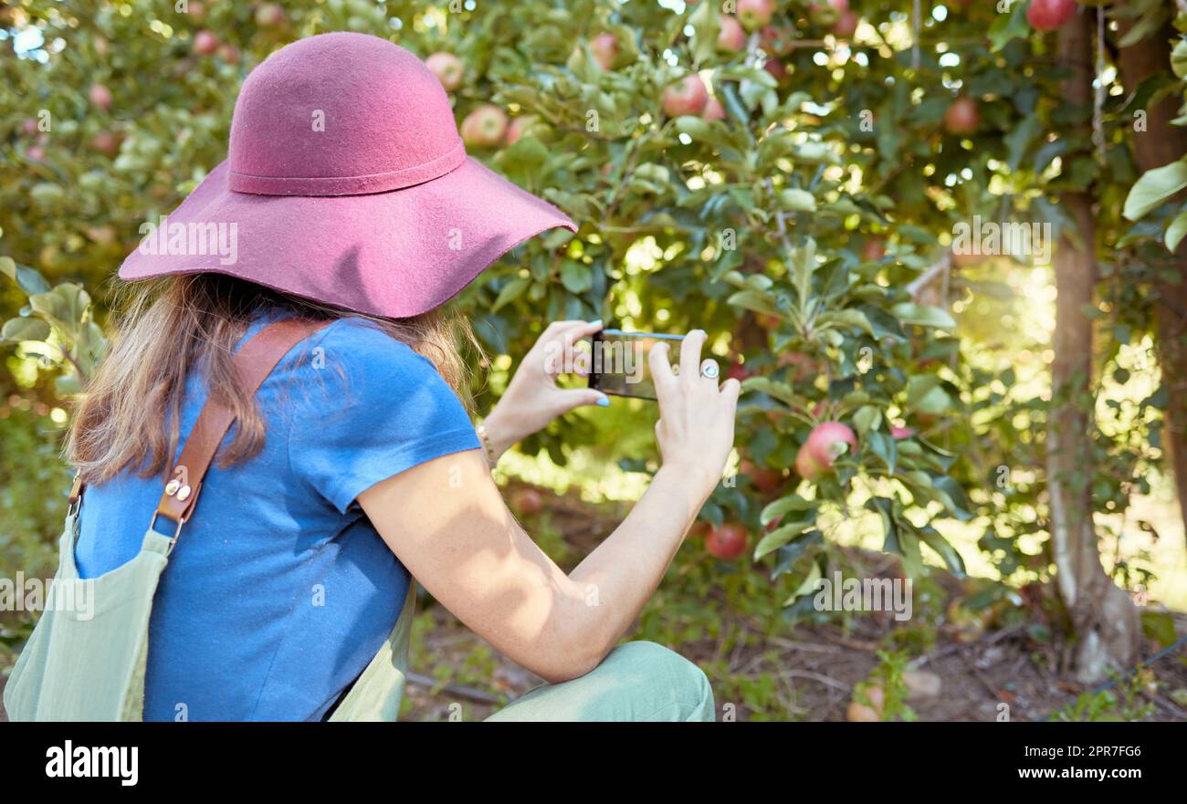 Agriculteur et touriste capturant des photos de fruits pour la récolte. Une femme qui prend des photos sur un téléphone pour les médias sociaux de pommes mûres fraîches poussant sur des arbres dans un verger durable à l'extérieur de l'arrière. Banque D'Images