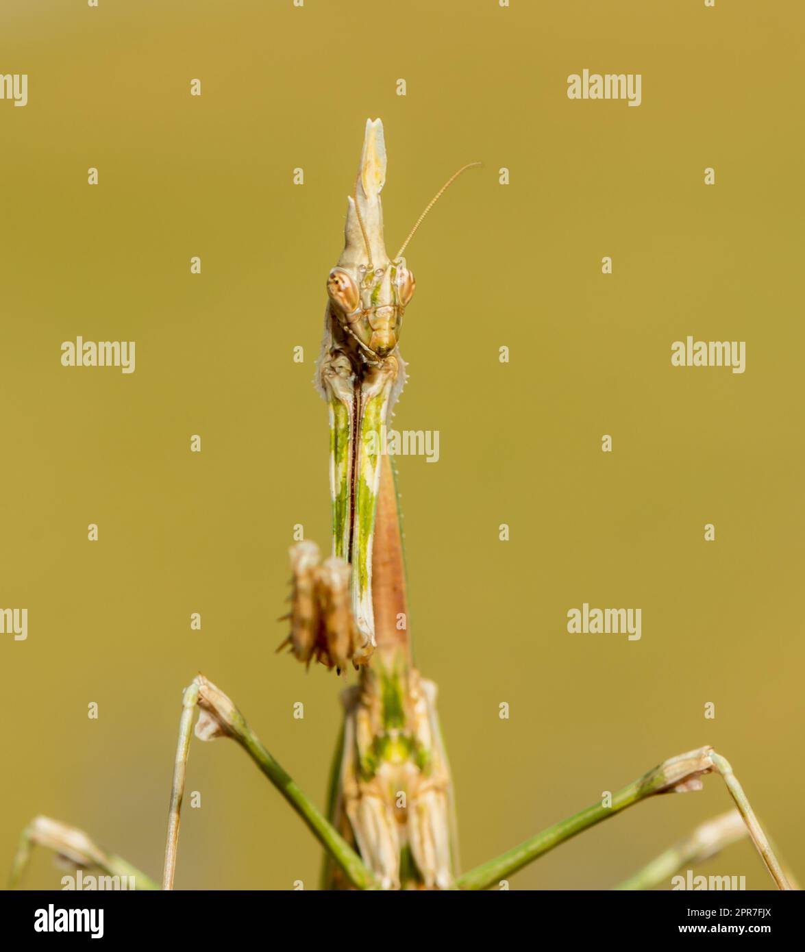 un gros plan d'une mantis religiosa Banque D'Images