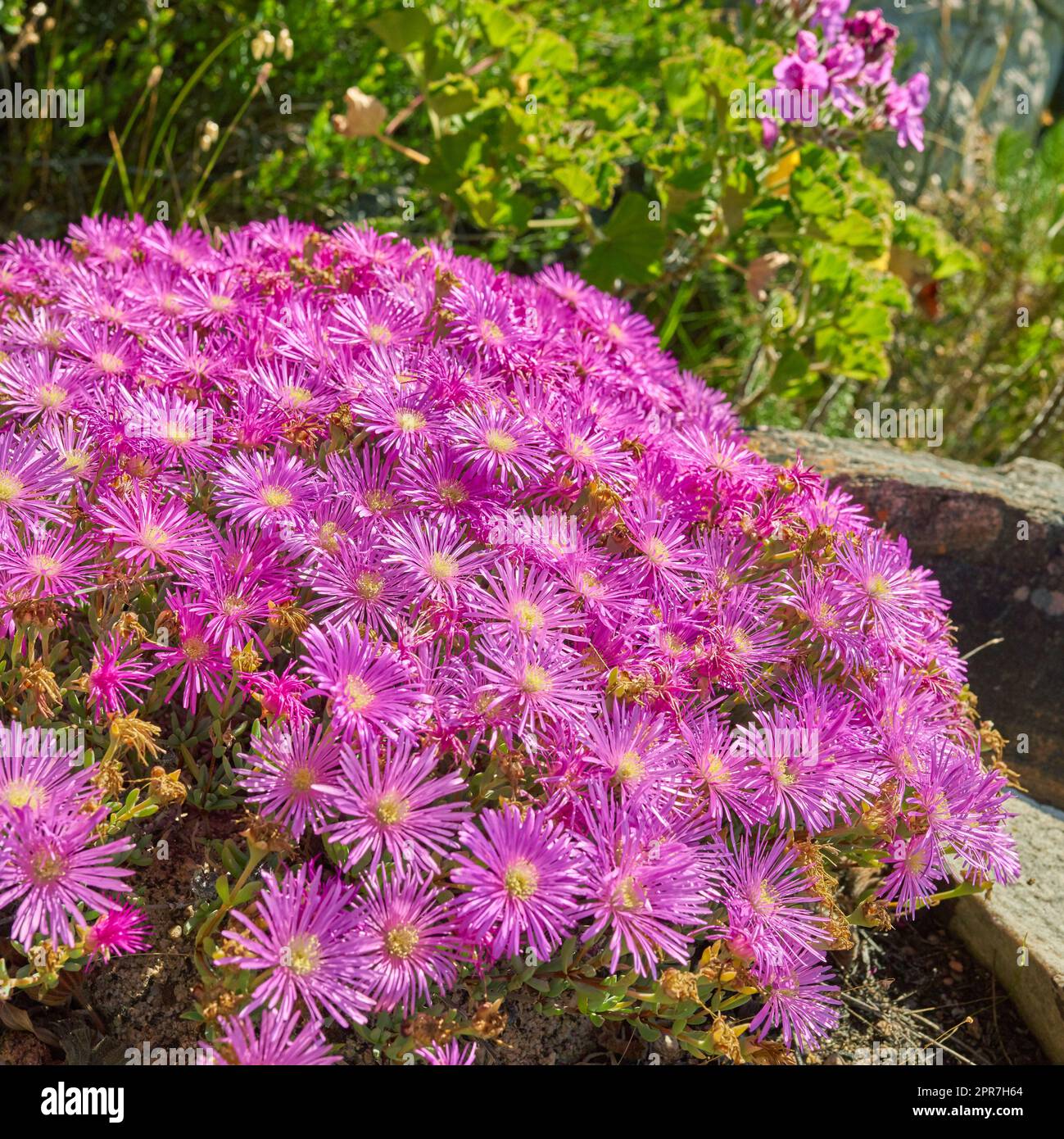 Pourpre drosanthemum floribundum plantes succulentes poussant à l'extérieur dans leur habitat naturel. La nature a beaucoup d'espèces de faune. Un lit de fleurs dans une forêt florissante (en latin lampranthus spectabills) Banque D'Images