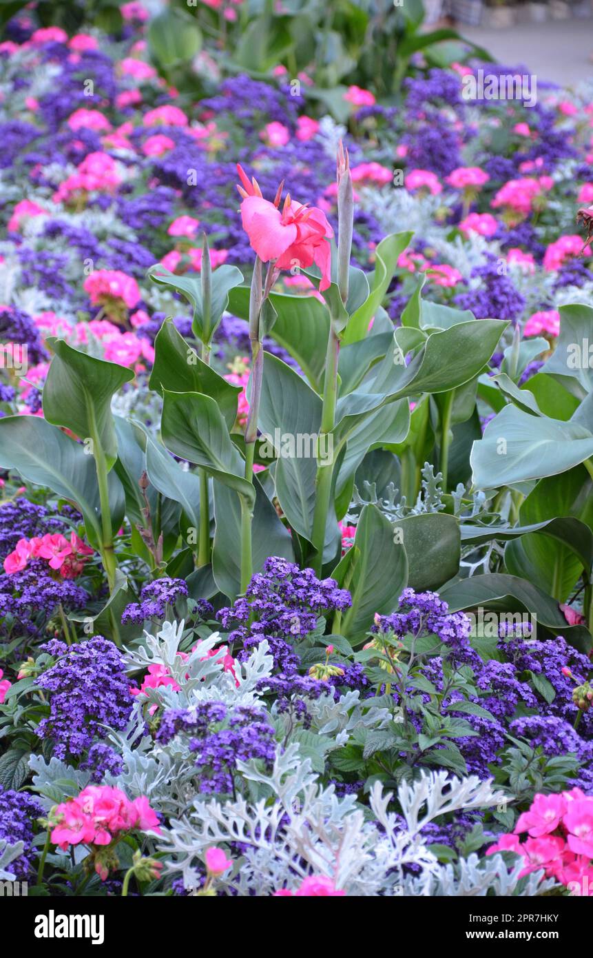 Jardin de fleurs de nénuphars roses Banque D'Images