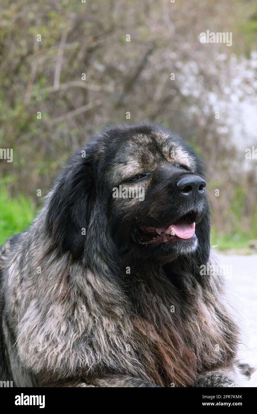 portrait d'un grand chien de berger caucasien regardant l'appareil photo; ces chiens sont de très bons compagnons et des gardiens puissants Banque D'Images
