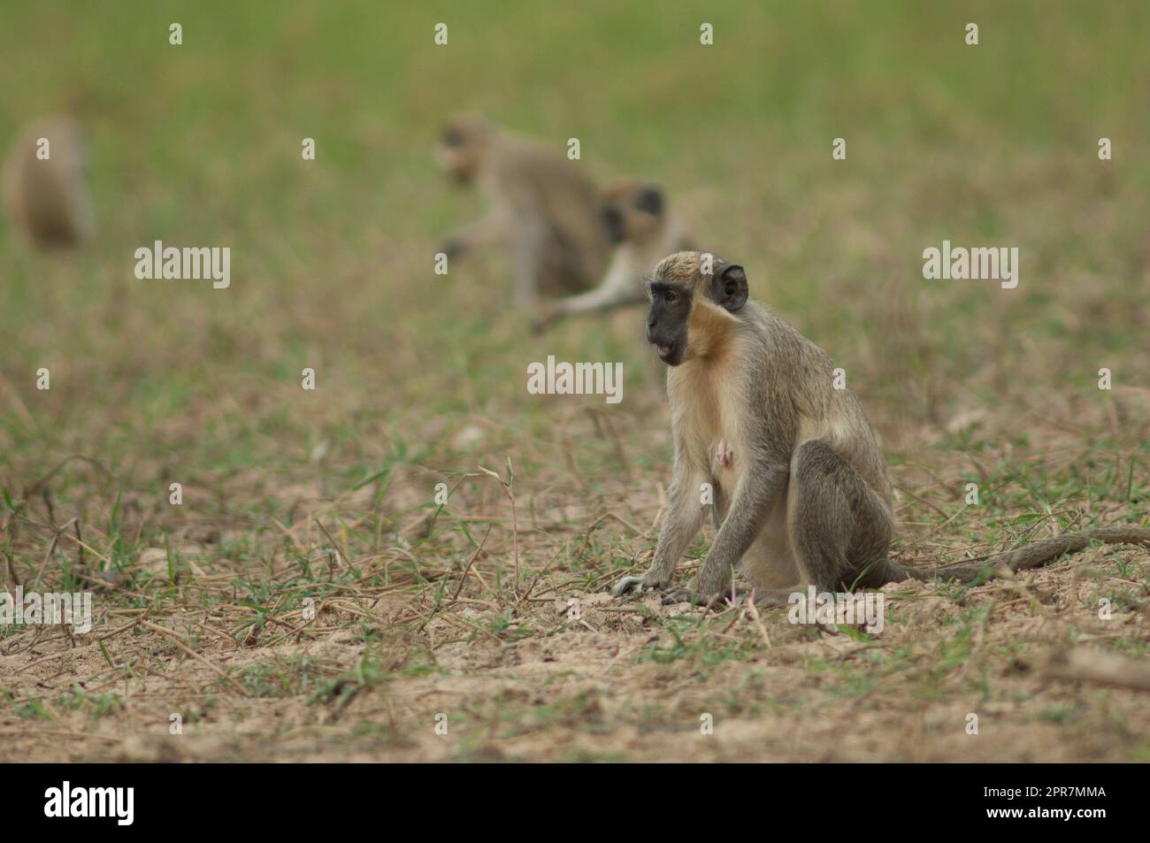 Singes verts Chlorocebus sabaeus dans un pré. Banque D'Images