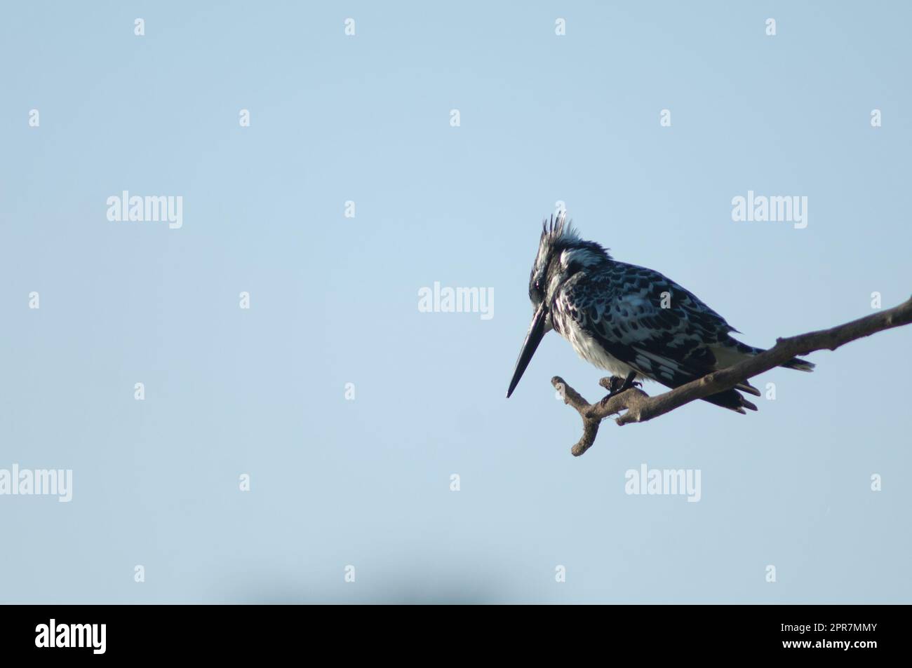 Pied kingfisher Ceryle rudis sur une succursale. Banque D'Images