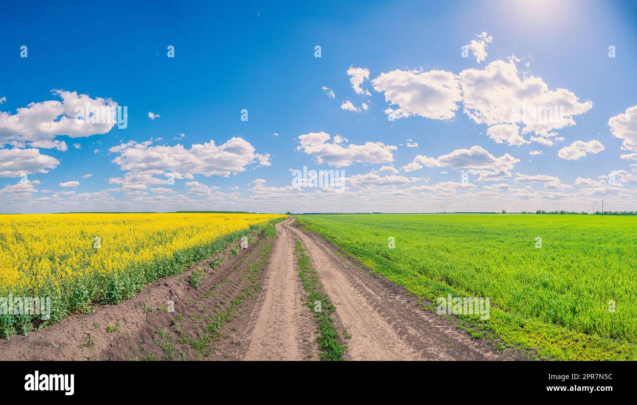 Route de campagne traversant des champs semés avec des fleurs jaunes et de l'herbe verte sous un ciel bleu avec des nuages Banque D'Images