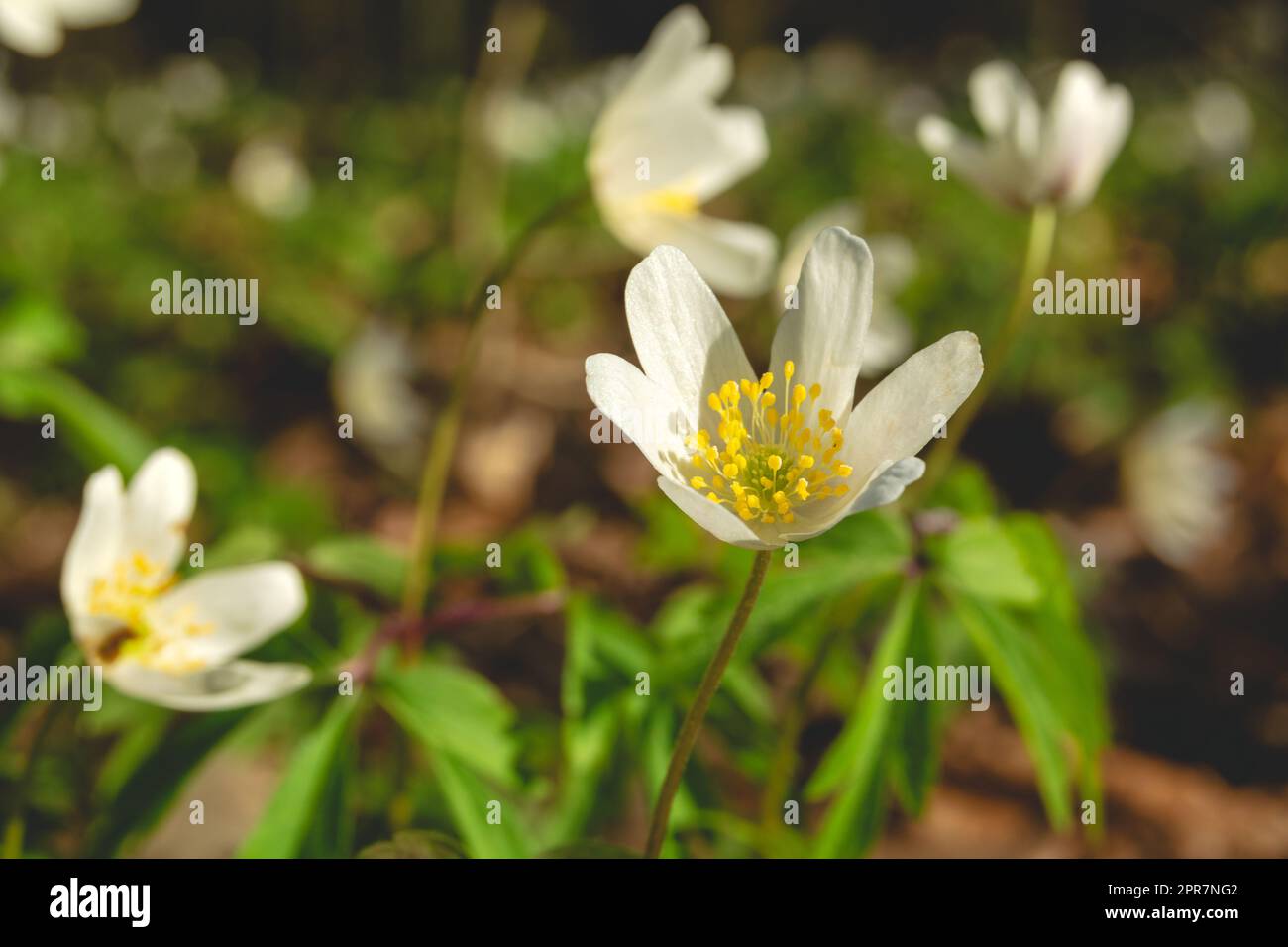 Fleur de printemps blanche d'anémone de bois, gros plan Banque D'Images Fleur de printemps blanche d'anémone de bois, gros plan Banque D'Images