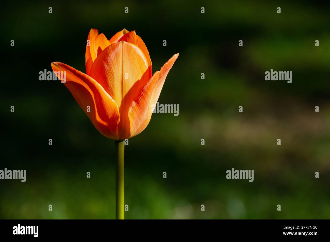 Une tulipe orange sur fond de verdure Banque D'Images
