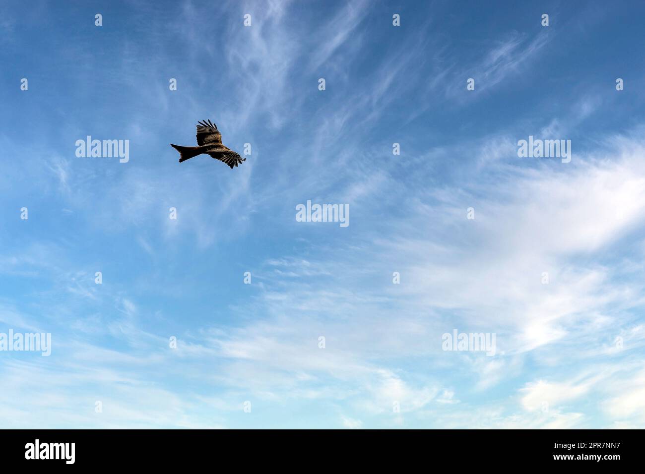 Cerf-volant rouge (Milvus milvus) sur le ciel britannique Banque D'Images