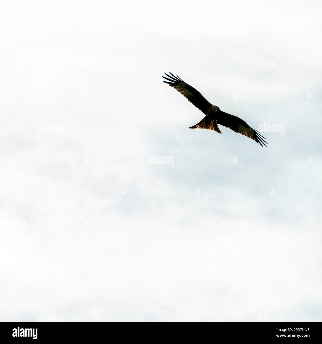 Cerf-volant rouge (Milvus milvus) sur le ciel britannique Banque D'Images