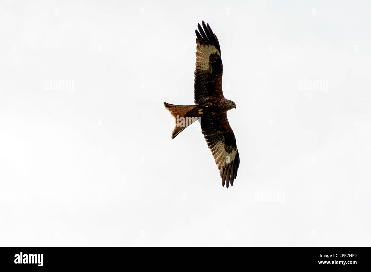 Cerf-volant rouge (Milvus milvus) sur le ciel britannique Banque D'Images