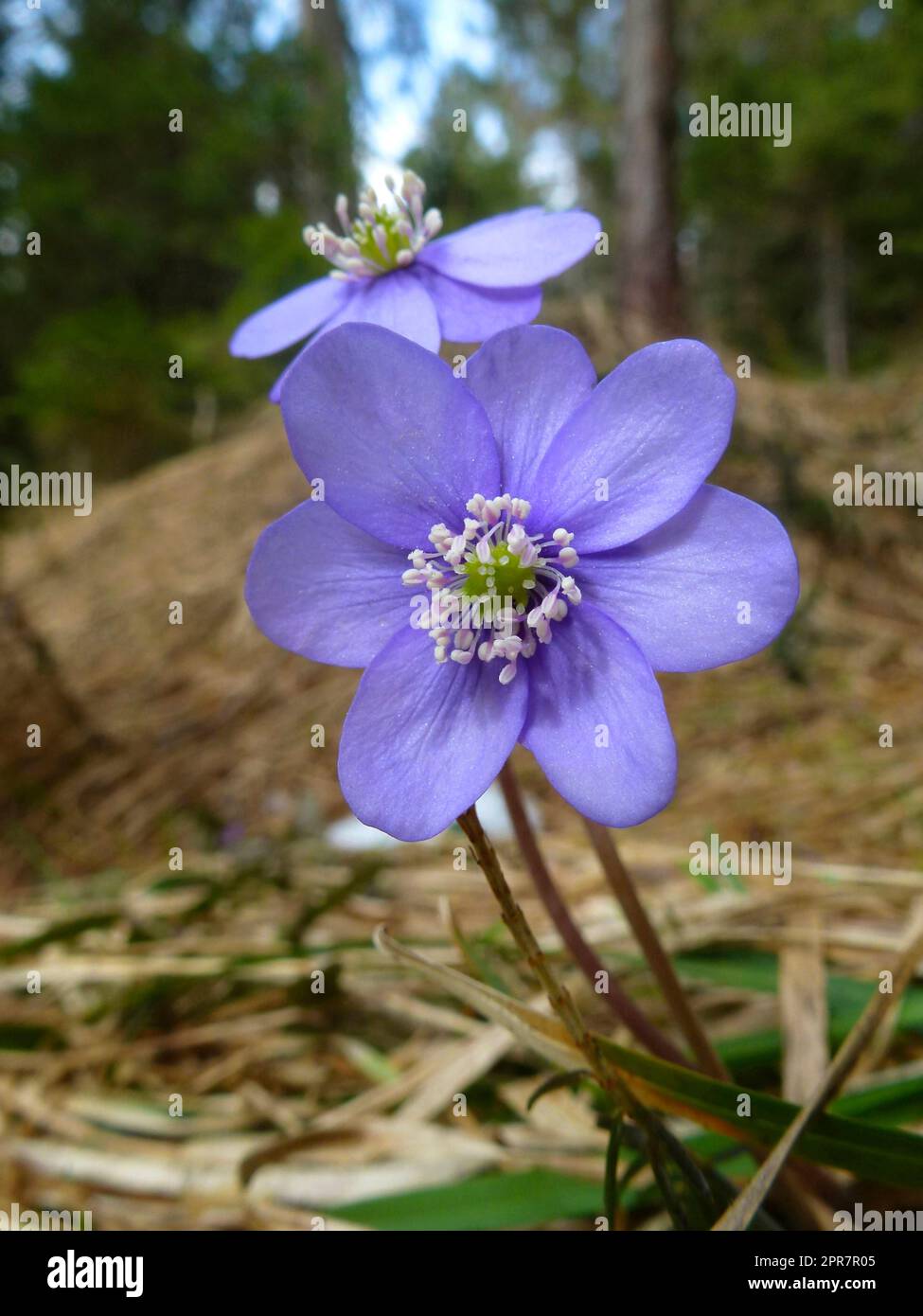 Hepaticas bleu (Anemone hepatica) dans la forêt Banque D'Images