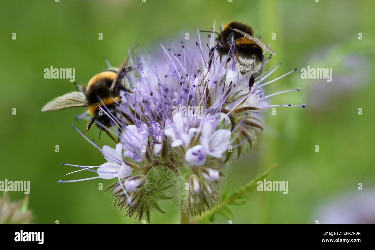 Bumblebees sur une fleur de Tussellschoen Banque D'Images