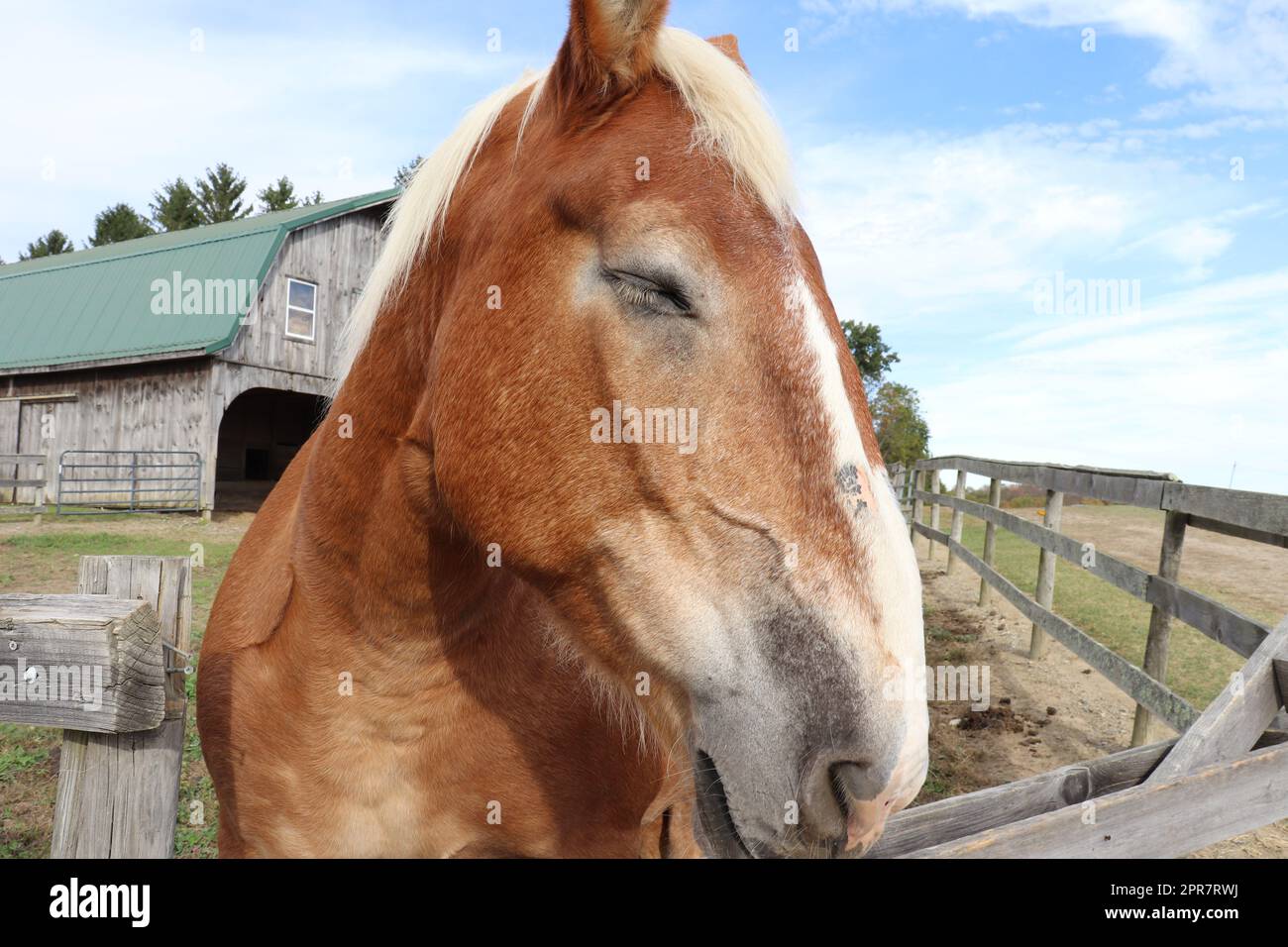 cheval belge à la pression dans le paddock Banque D'Images