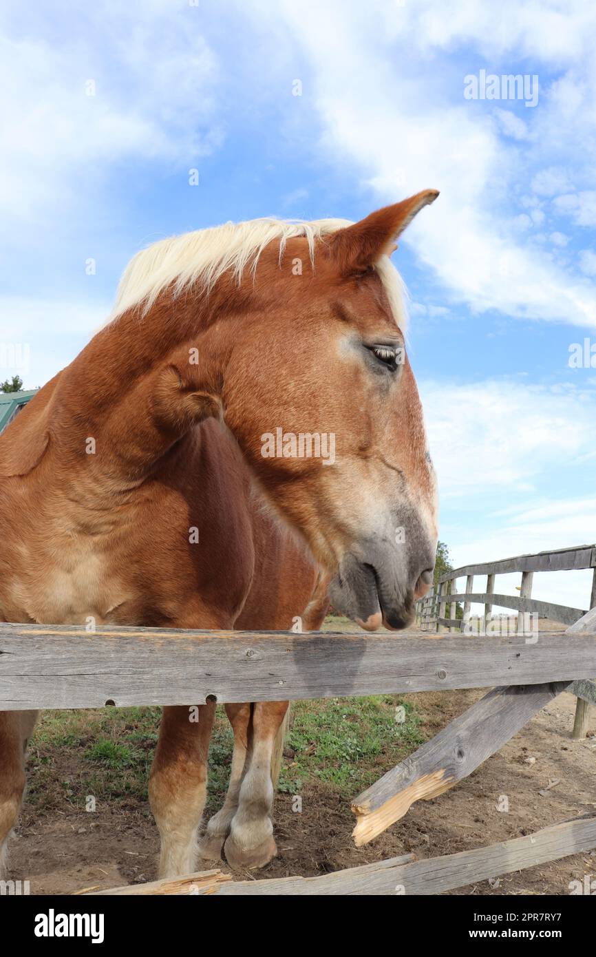 cheval belge à la pression dans le paddock Banque D'Images