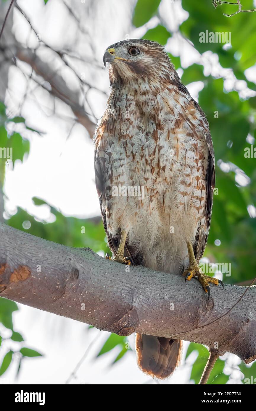 Un faucon perché sur une branche d'arbre à gnarLED Banque D'Images