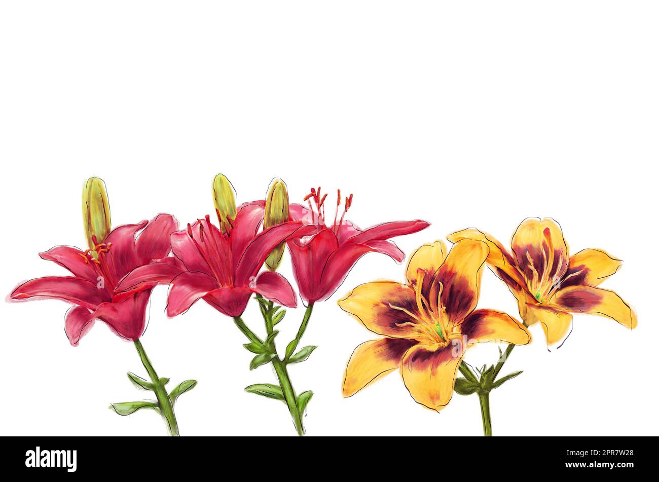 Illustration d'aquarelle de Lily Flowers sur fond blanc Banque D'Images