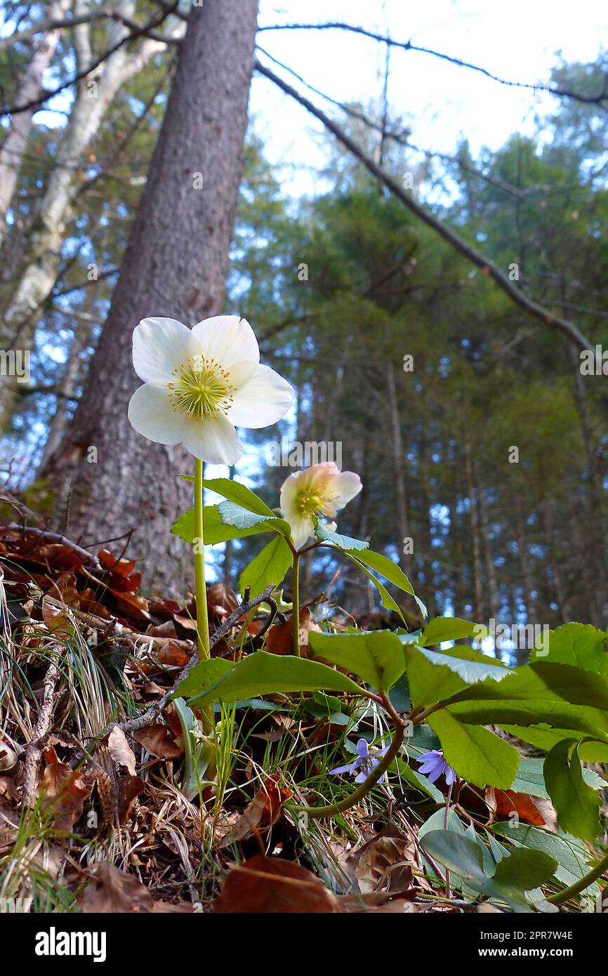 Roses sauvages de neige (Helleborus niger) au printemps Banque D'Images