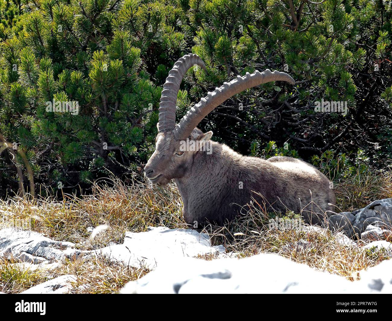 Ibex alpin (Capra ibex) dans les hautes montagnes entre les pins de montagne Banque D'Images