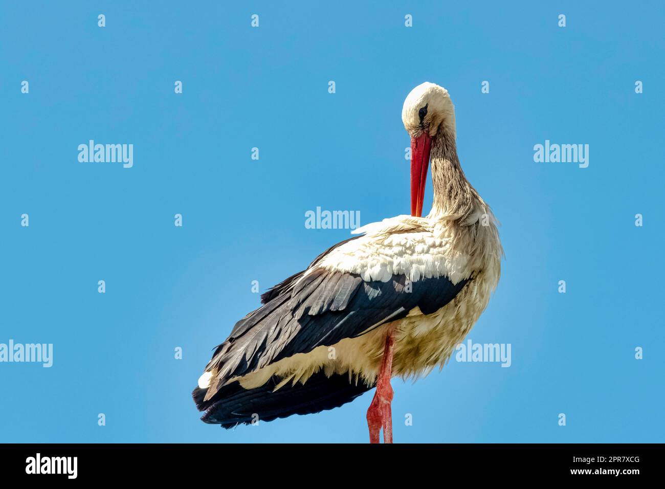 Ciconie blanche (Ciconia ciconia) adulte sur la lampe de rue - Choczewo, Pomerania, Pologne Banque D'Images