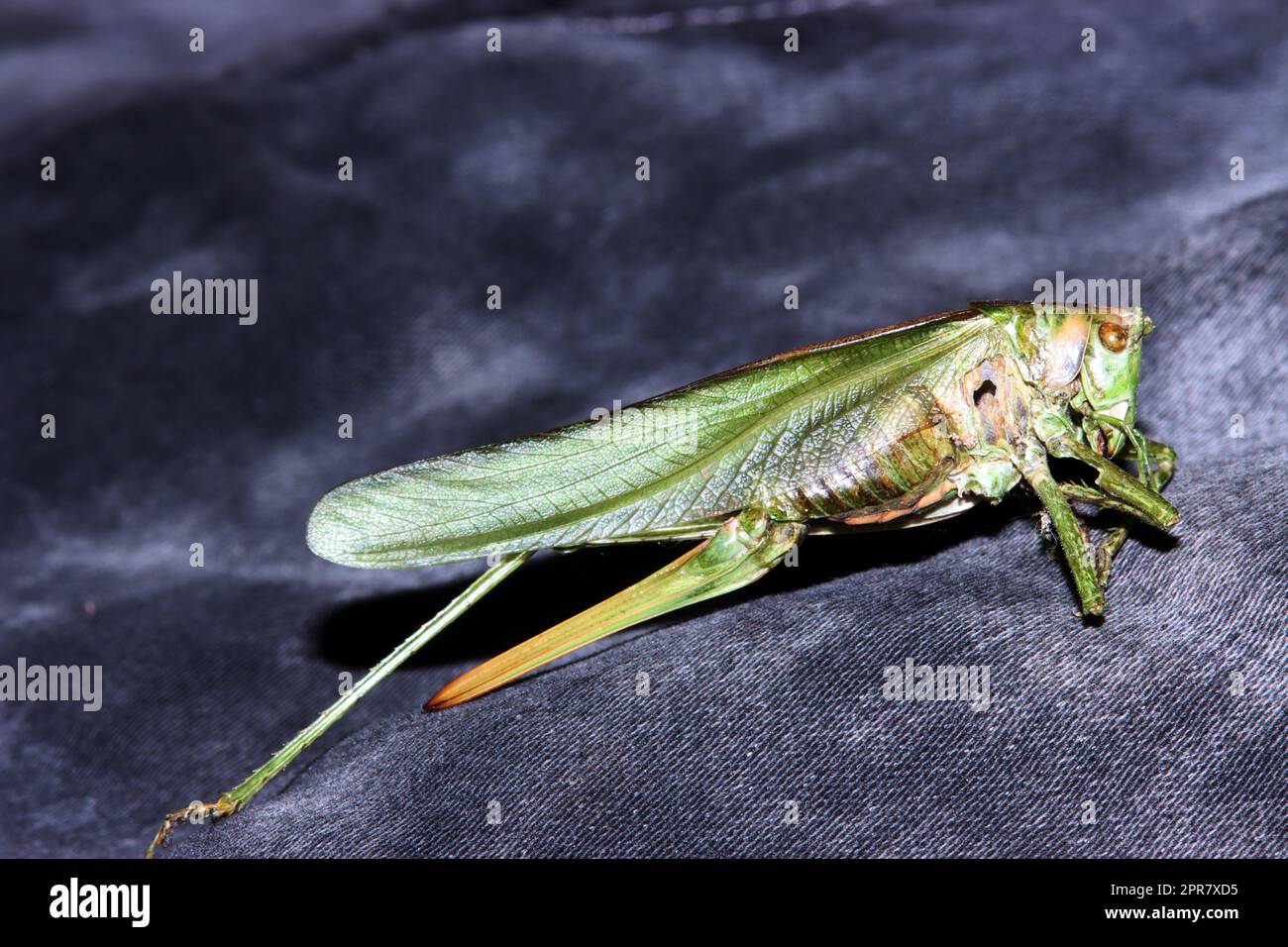 Totes Grünes Heupferd (Tettigonia viridissima) Banque D'Images
