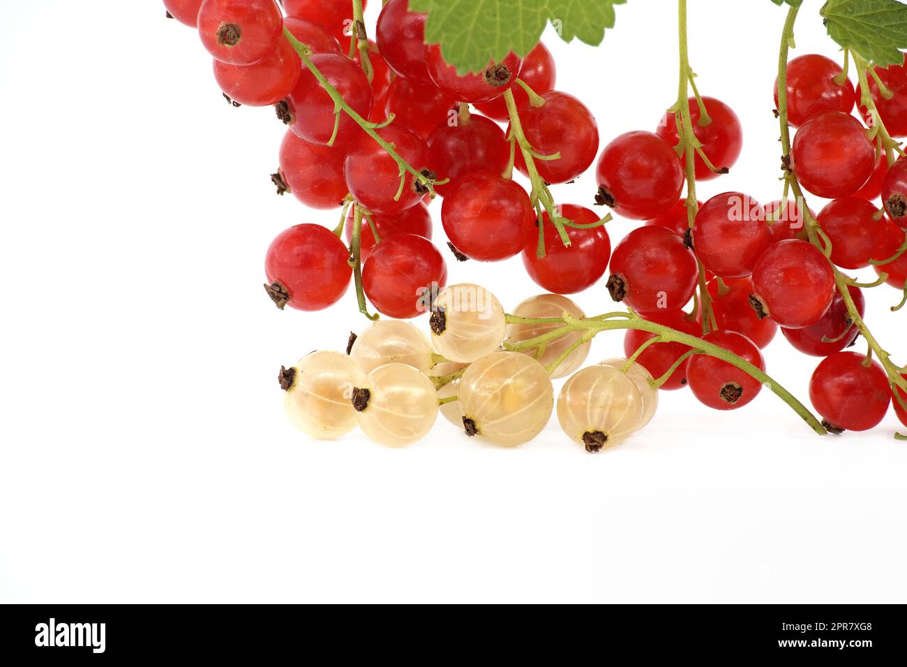 Cassis et cassis sur blanc Banque D'Images