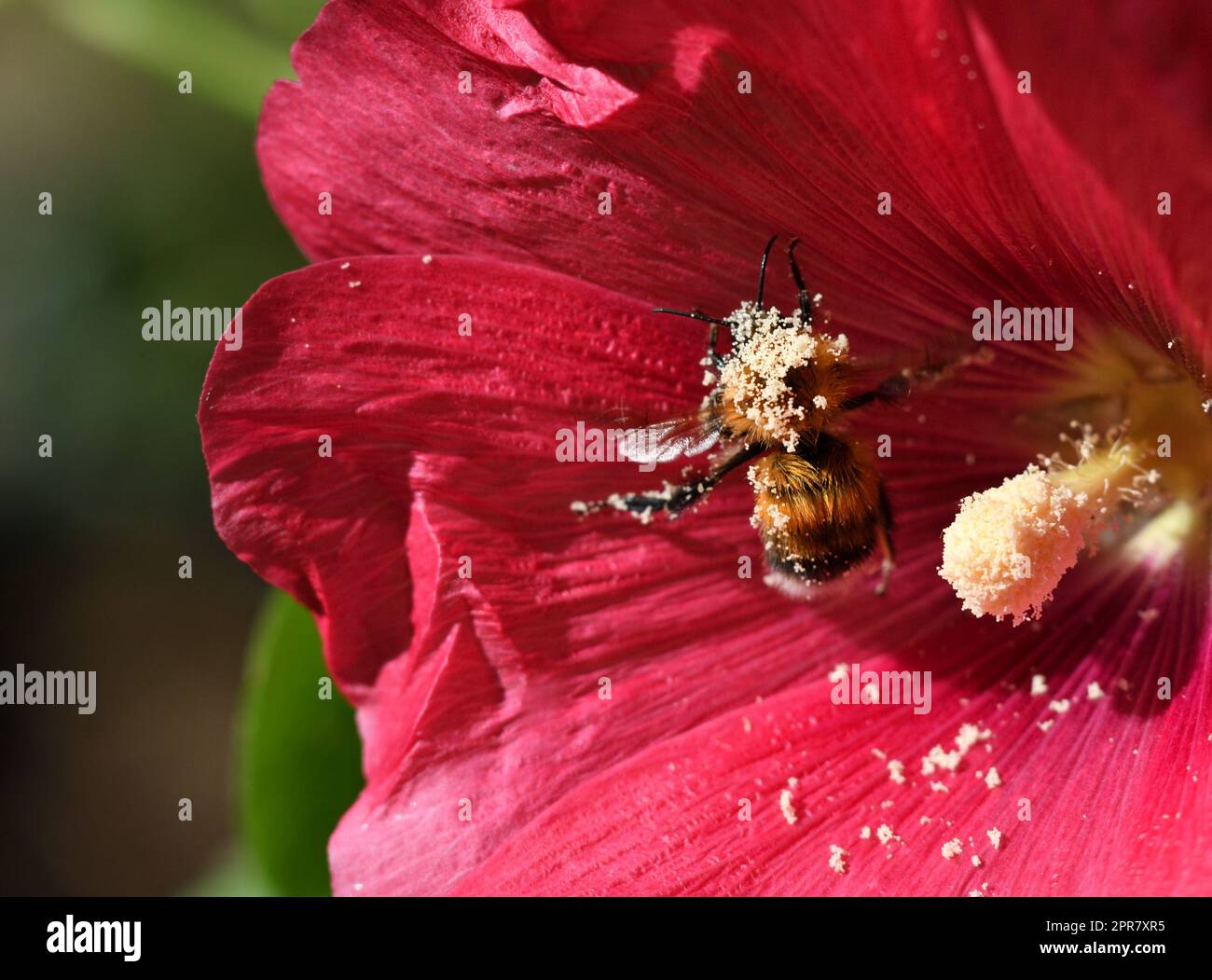Une abeille recueille le pollen sur une fleur de mérelle Banque D'Images
