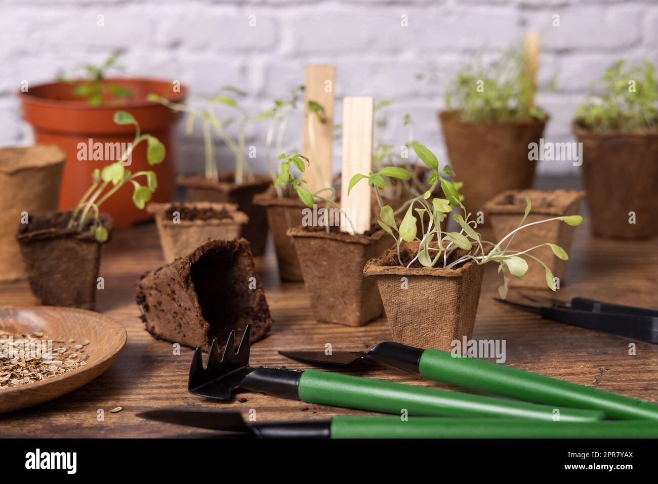 Plantules de légumes dans des pots biodégradables près des outils de jardin. Jardinage Banque D'Images