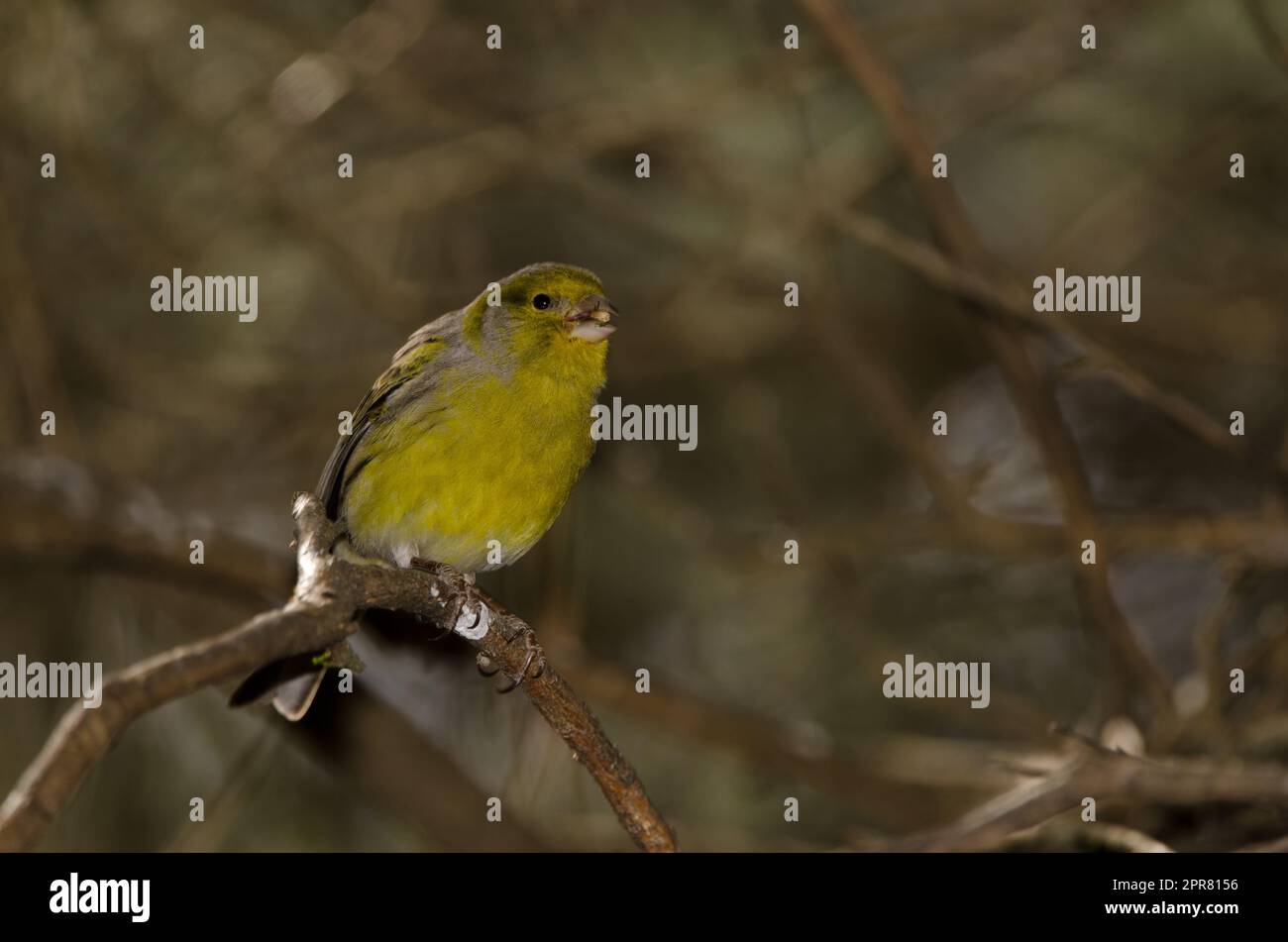 canari atlantique manger une graine. Banque D'Images