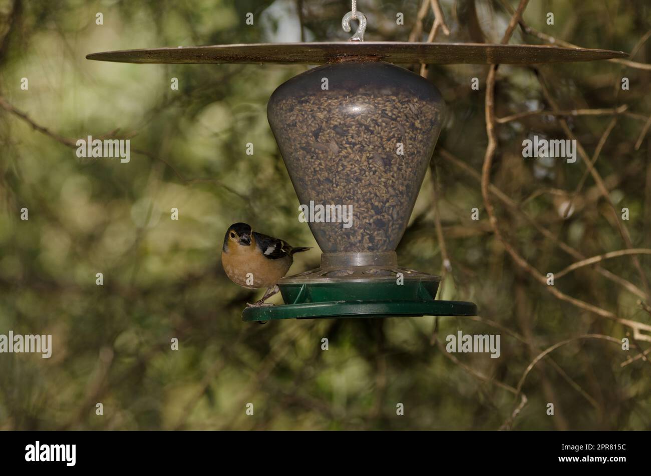 Chaffinch commun dans un mangeoire à oiseaux. Banque D'Images