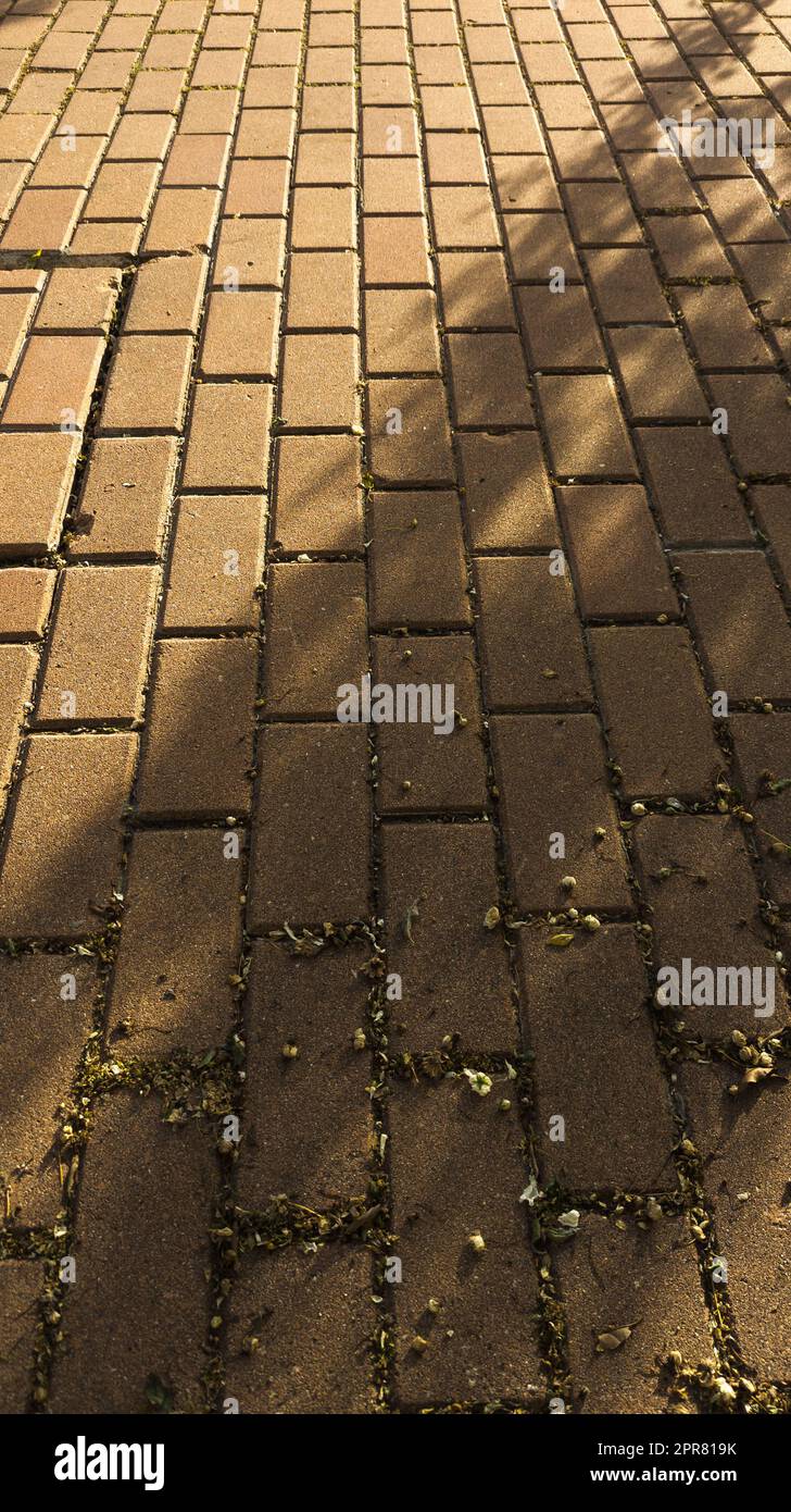 Partie de sol carrelé avec carreaux rectangulaires illuminés par le soleil de soirée dans laquelle l'ombre d'un arbre est projetée et des flocons tombés peuvent être vus Banque D'Images