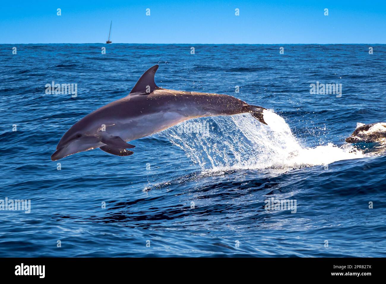 Les grands dauphins ont présenté un spectacle au lendemain d'un bateau, en bondissant et en barbotant sur les vagues de l'océan, offrant une scène à couper le souffle. Banque D'Images