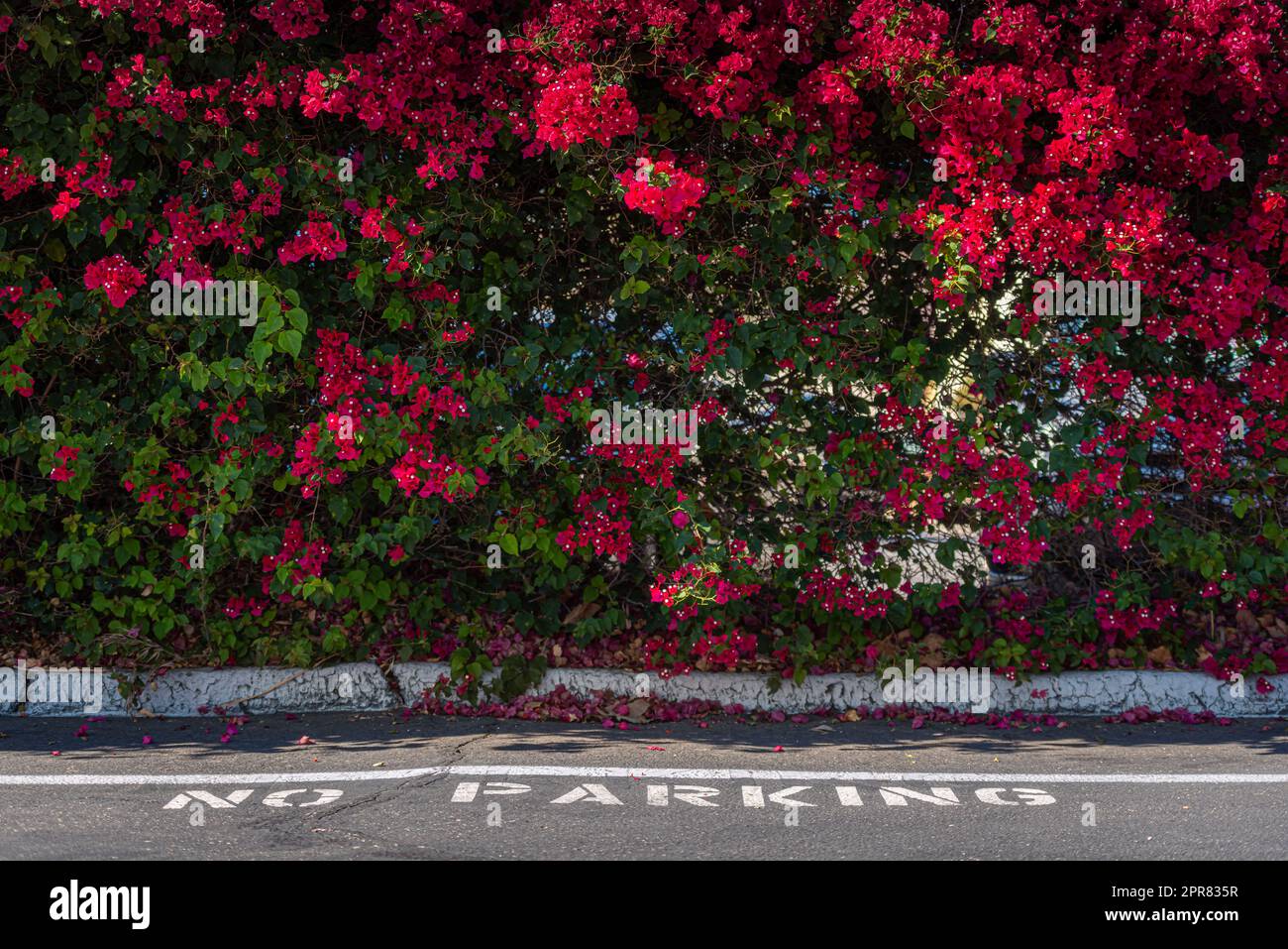 Mur de fleurs à Santa Barbara, États-Unis Banque D'Images
