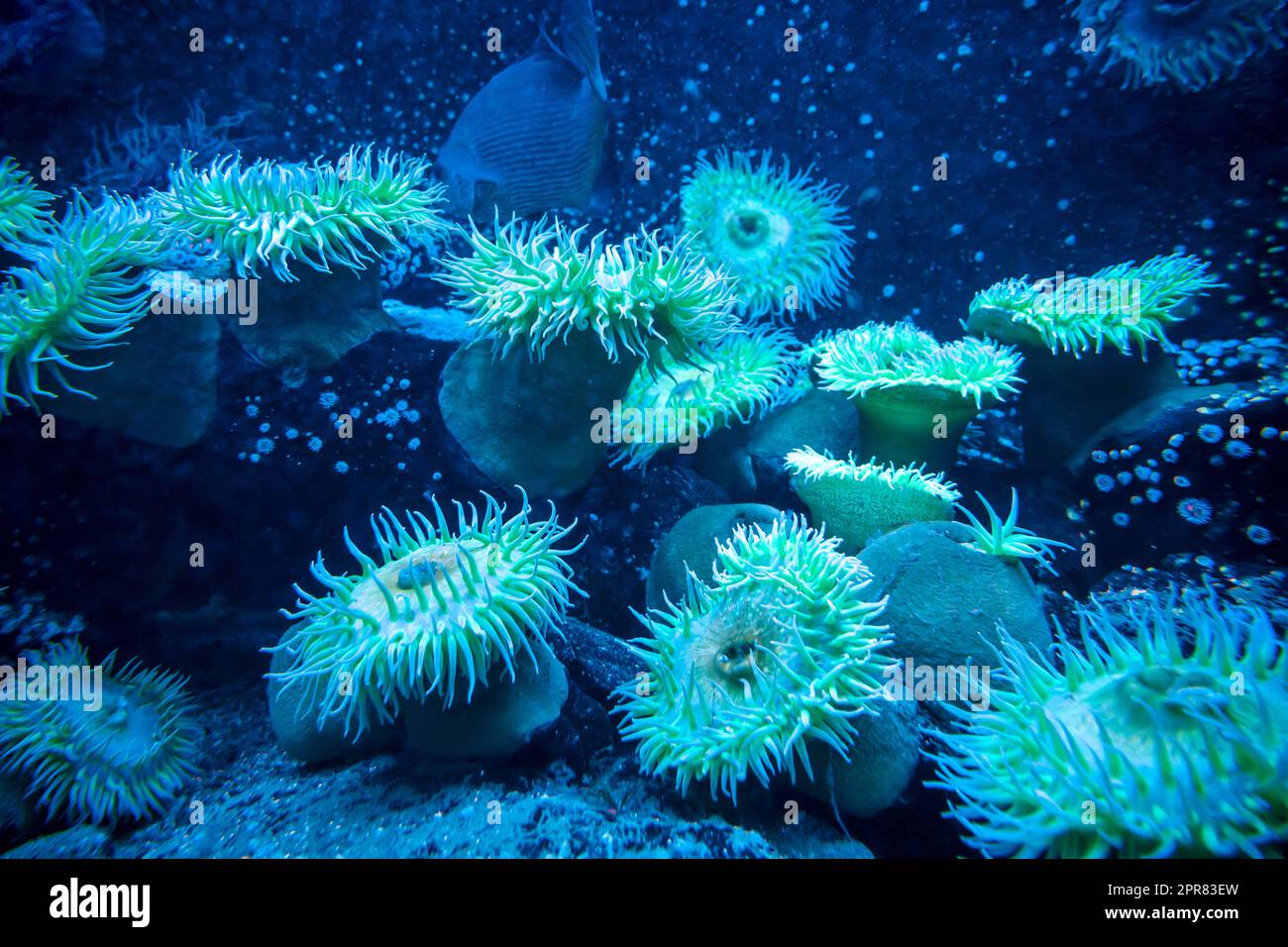 Vue rapprochée de l'anémone de mer dans l'océan Banque D'Images