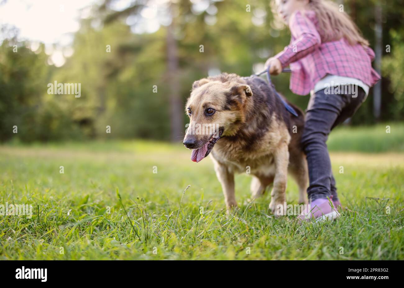 Enfant marchant avec un chien dans la nature Banque D'Images