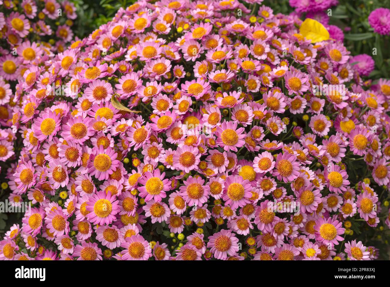 Gros plan des asters vivaces roses qui fleurissent et fleurissent dans une arrière-cour privée et isolée. Des fleurs vives et colorées fleurissent en été. Groupe et variété de culture vigoureuse de fond de plante Banque D'Images