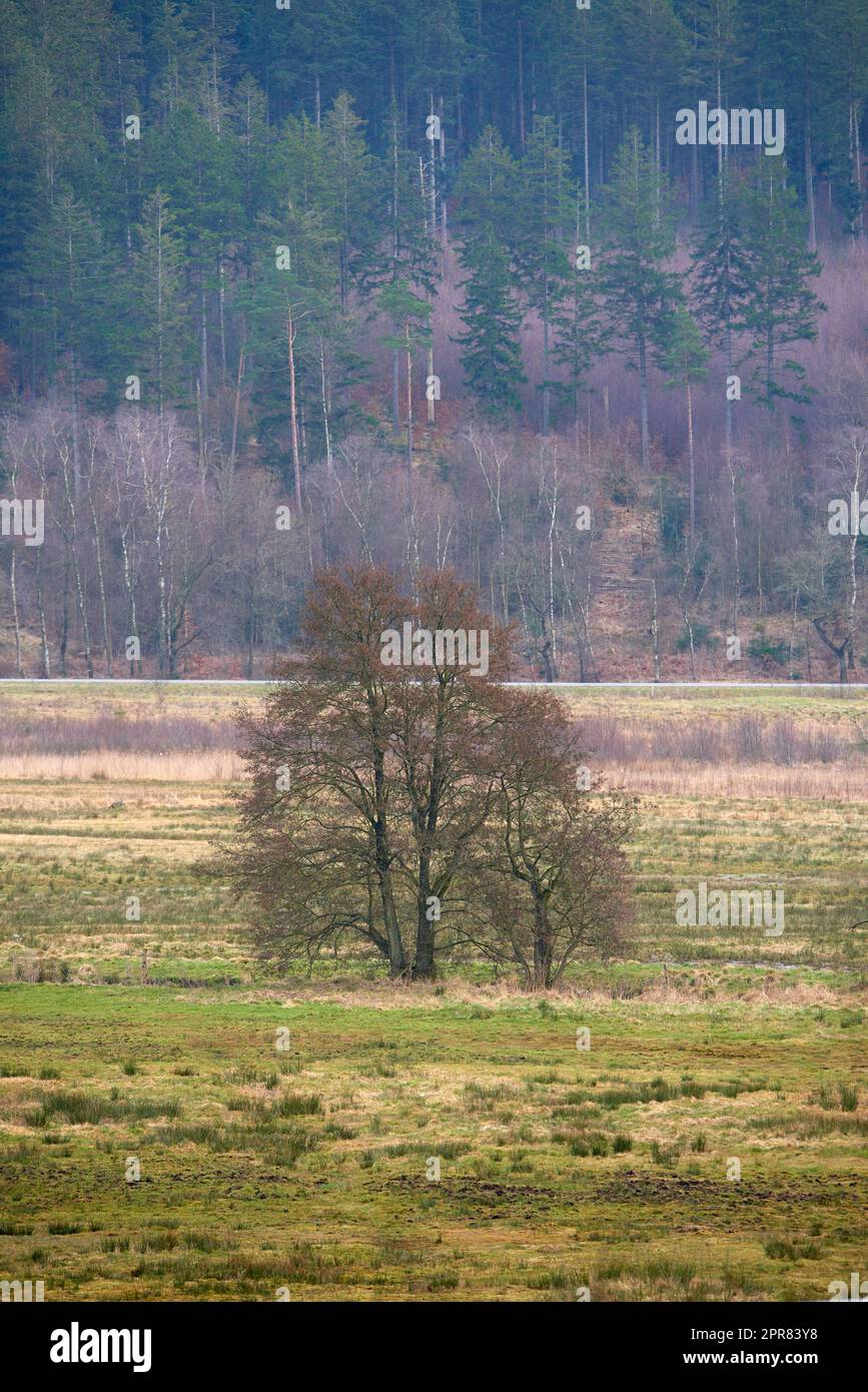 Beau Pinus sylvestris dans une forêt avec des feuilles vertes dans la nature. Forêt avec herbe le jour d'été. Paysage naturel avec plantes et arbustes au printemps. Vue panoramique le matin sur une ferme Banque D'Images