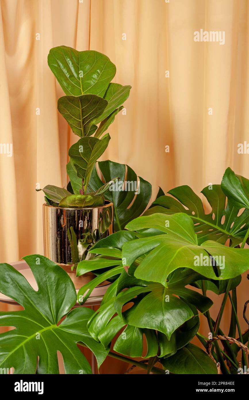 Encore la vie avec des plantes sur un fond brun rideaux. Banque D'Images