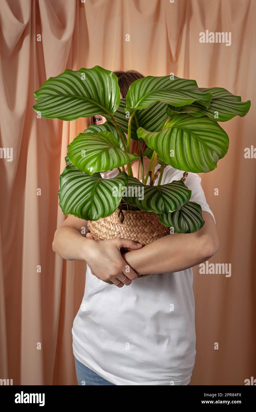 La femme regarde à travers les feuilles de la plante tropicale de Calathea orbifolia. Banque D'Images