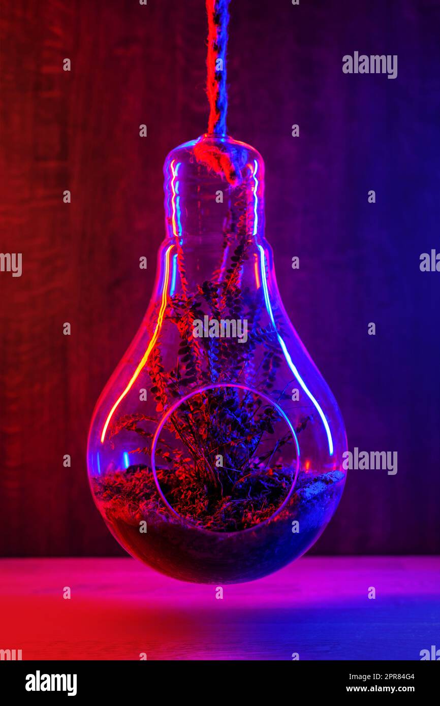 Élégante plante de fougères de boston poussant dans un jardinier suspendu en verre sur fond rose foncé. Banque D'Images