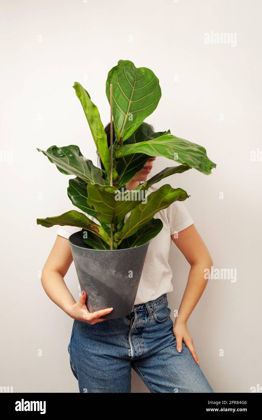 Femelle tenant une plante en pot de Ficus lyrata sur fond de mur blanc. Banque D'Images