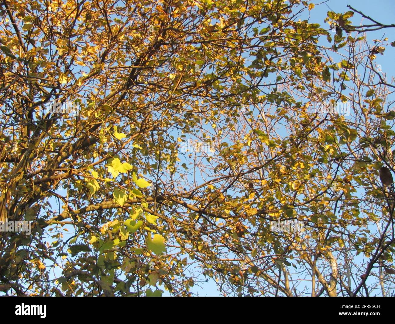 branches avec feuilles vertes et jaunes contre le ciel Banque D'Images