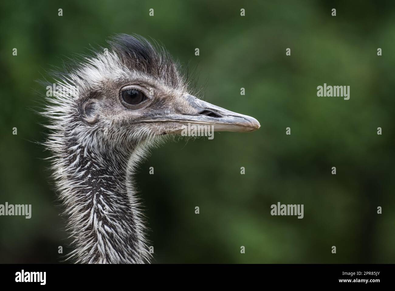 portrait d'un oiseau autruche avec fond vert Banque D'Images