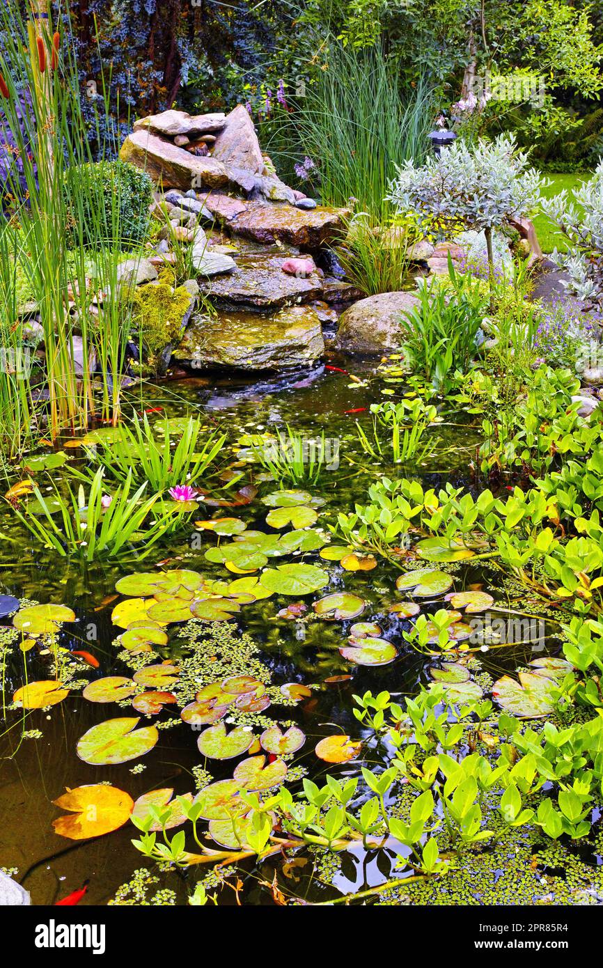 Vue sur un petit étang japonais avec des lappads, des plantes aquatiques vertes fraîches, des roseaux et des succulents poussant dans une cour à la maison. L'eau est calme, calme et sereine, couverte de flore dans le jardin Banque D'Images