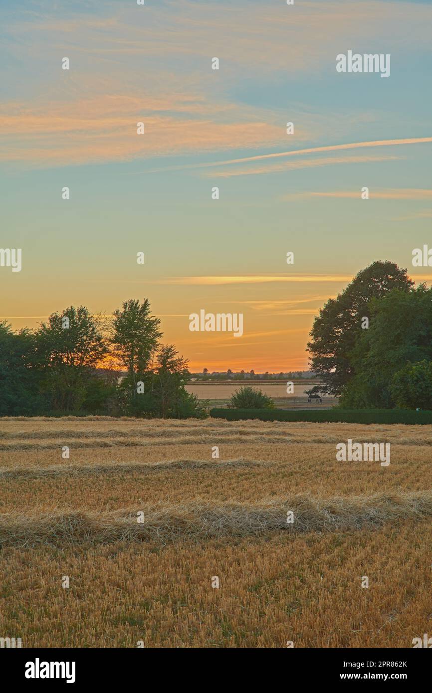 Copier l'espace avec le blé poussant sur un champ au coucher du soleil dans une campagne rurale. Paysage pittoresque et paisible de tiges de seigle mûrissant et de grain de céréales cultivées sur un champ de maïs à fraiser en farine Banque D'Images