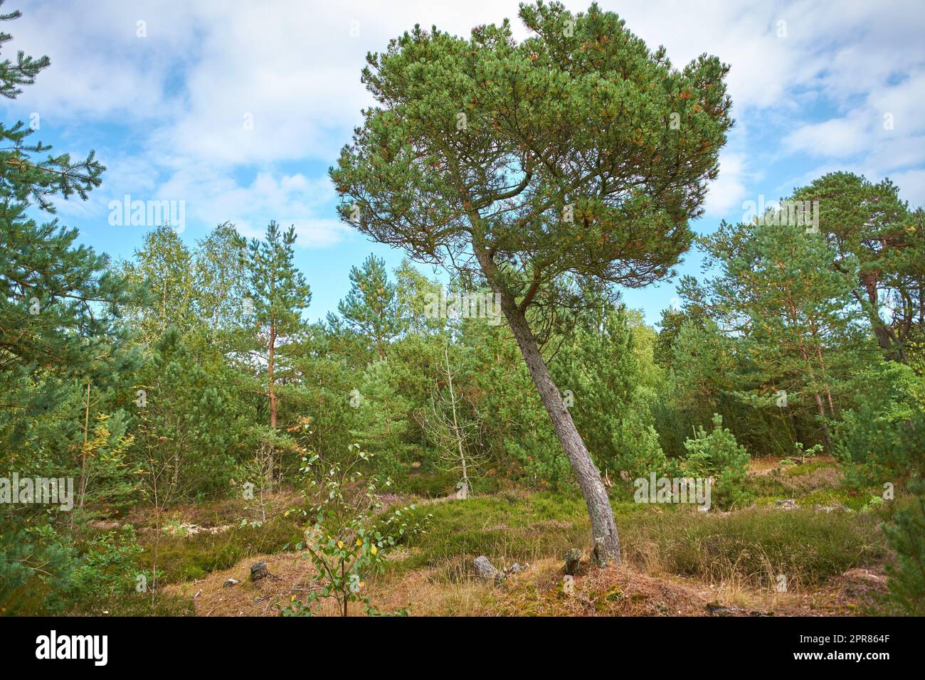 Forêt de pins avec arbustes verts sur un ciel bleu nuageux. Végétation luxuriante dans un terrain isolé ou un environnement naturel non perturbé. Un magnifique lieu de randonnée sauvage pour la découverte, l'aventure et l'exploration Banque D'Images