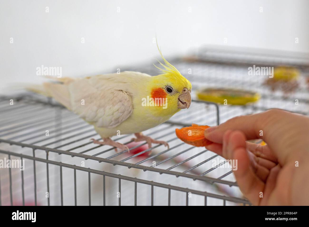 nourrir les carottes des mains du cocatier jaune mâle. Soin des animaux Banque D'Images