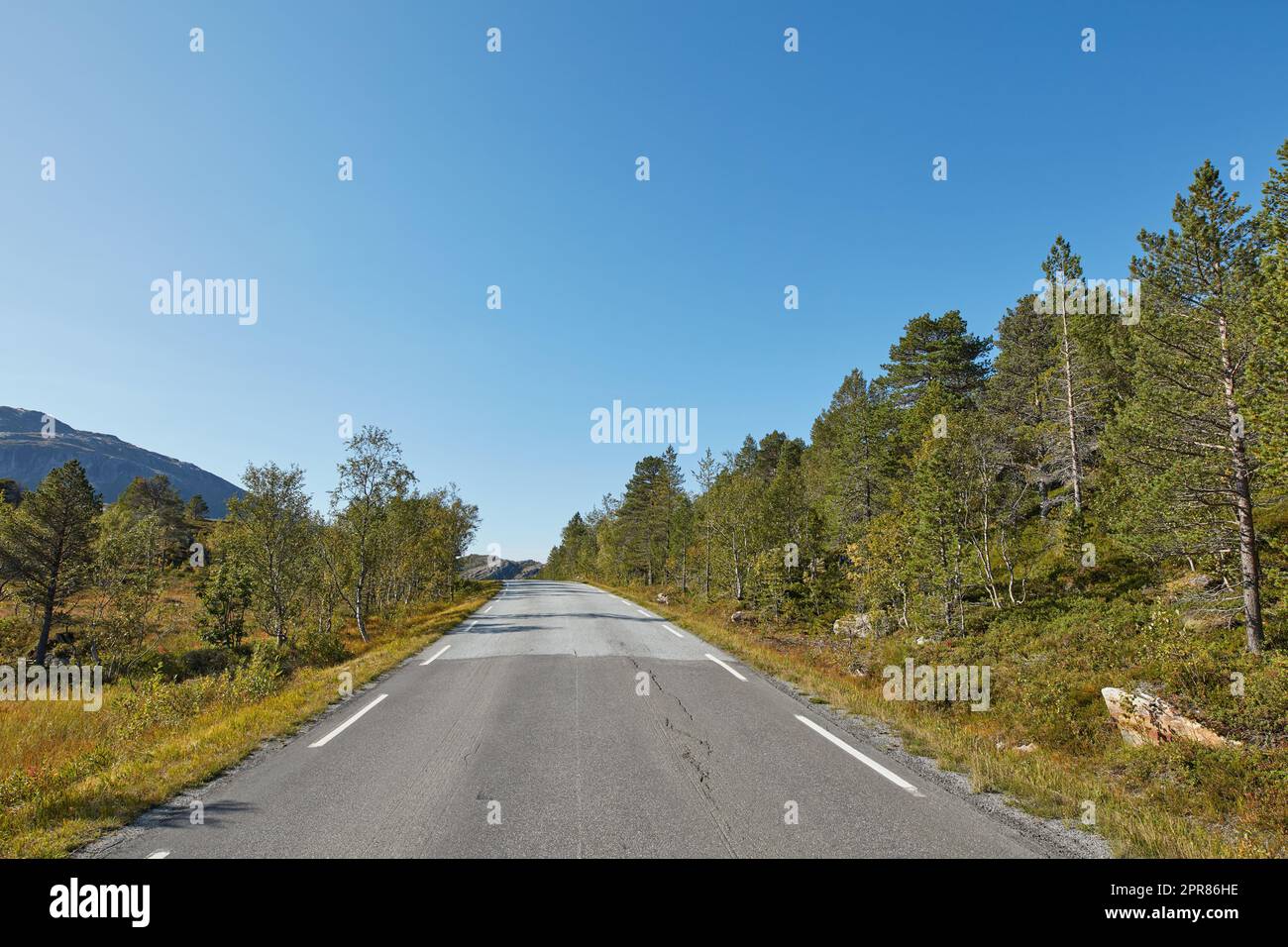 Une route vide entourée d'arbres avec ciel bleu clair et espace de copie. Paysage avec une route asphaltée de campagne droite pour voyager le long d'une belle forêt pittoresque en Norvège Banque D'Images