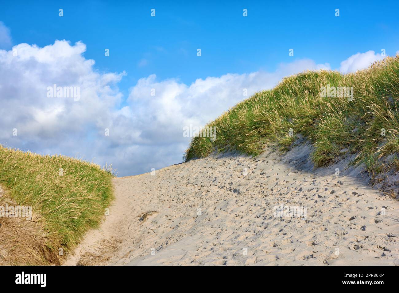 Gros plan sur un chemin de sable avec de l'herbe verte luxuriante qui pousse sur une plage avec un espace de copie nuageux. Magnifique ciel bleu lors d'une chaude et ensoleillée journée d'été sur une dune sèche et sablonneuse située sur une baie côtière Banque D'Images