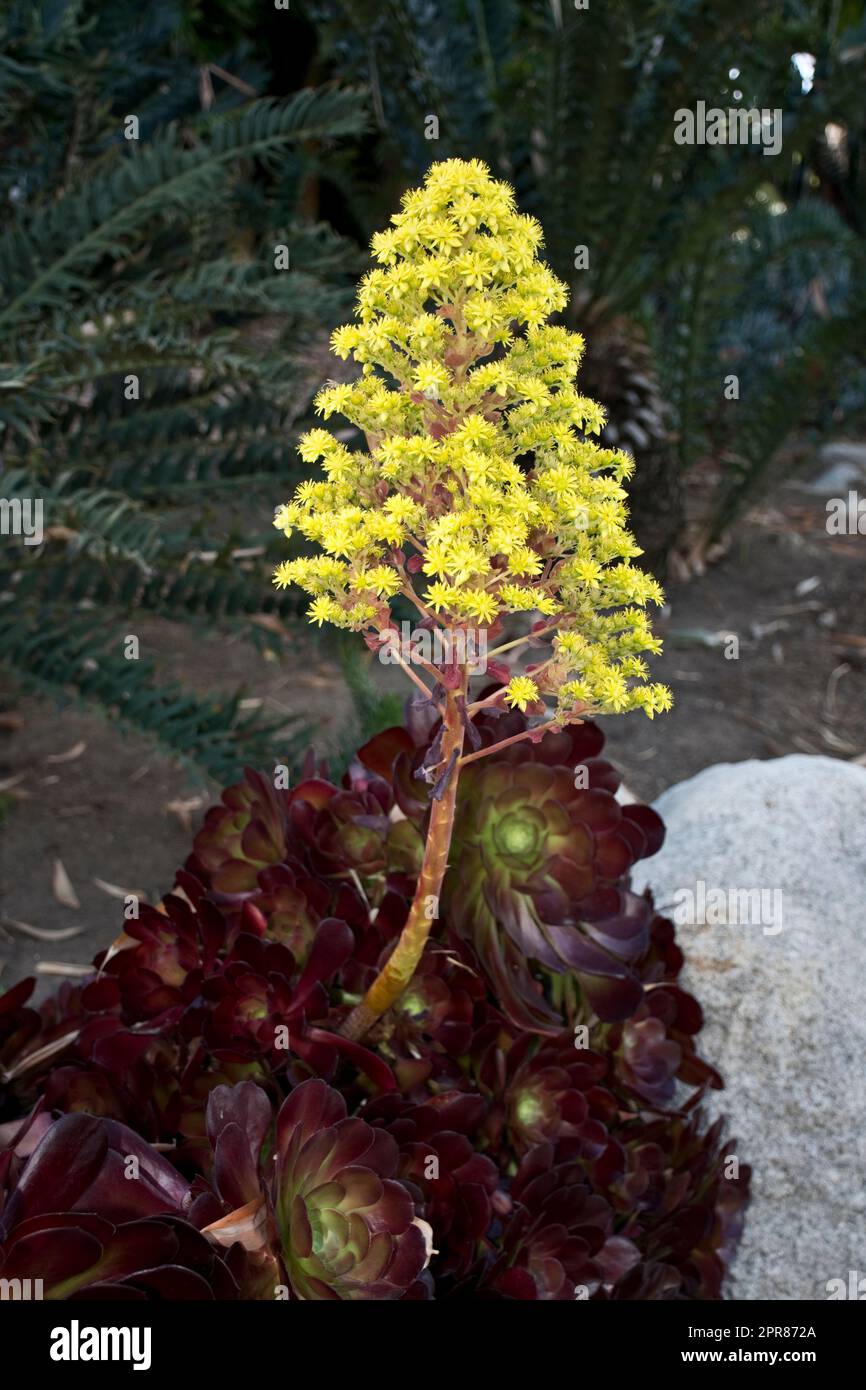 Plante de désert vivace rougeâtre avec grappe de fleurs vert jaunâtre au printemps Banque D'Images Plante de désert vivace rougeâtre avec grappe de fleurs vert jaunâtre au printemps Banque D'Images
